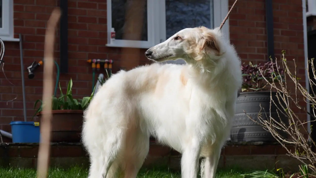 Borzoi after a full groom at Happy Grooming in Redditch