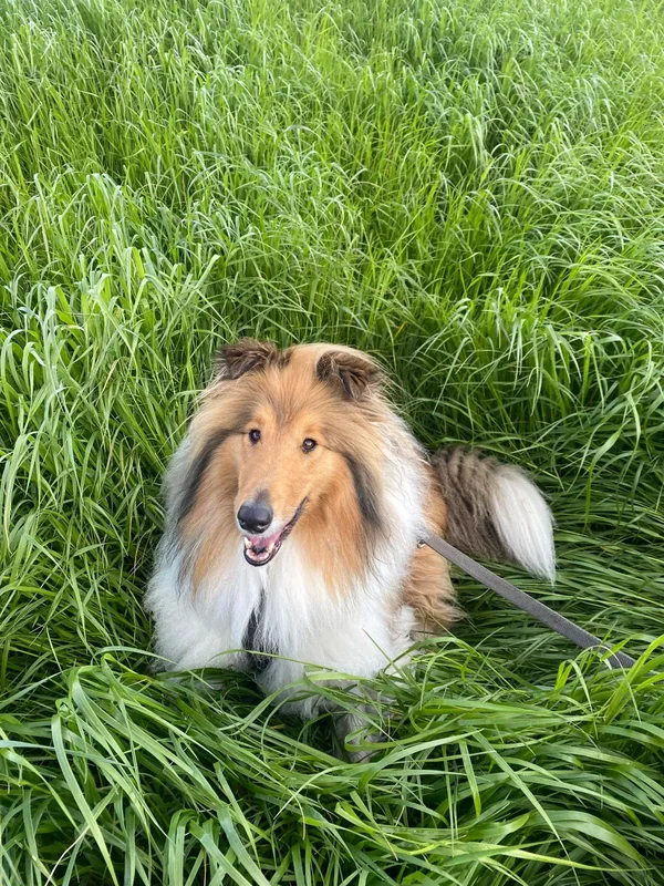 Rough collie resting in long grass during a walk