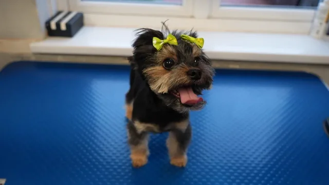 Cavapoo puppy after a puppy groom at Happy Grooming in Redditch