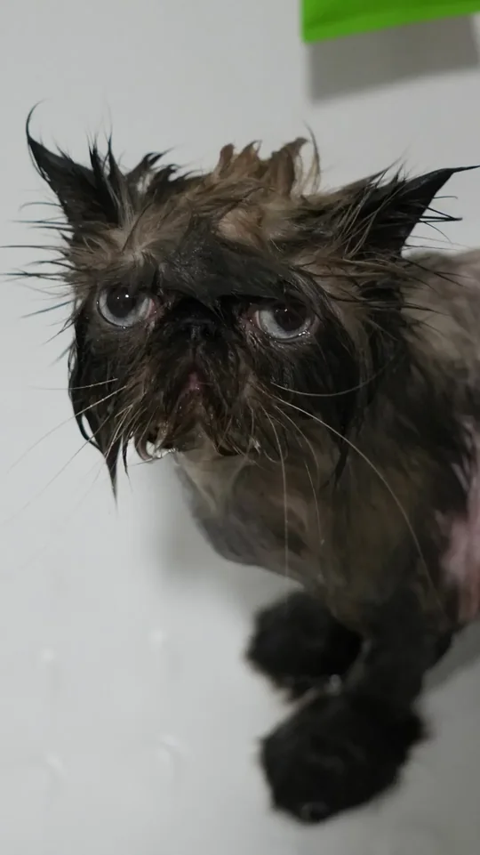 Persian cat mid-wash during a cat groom at Happy Grooming in Redditch