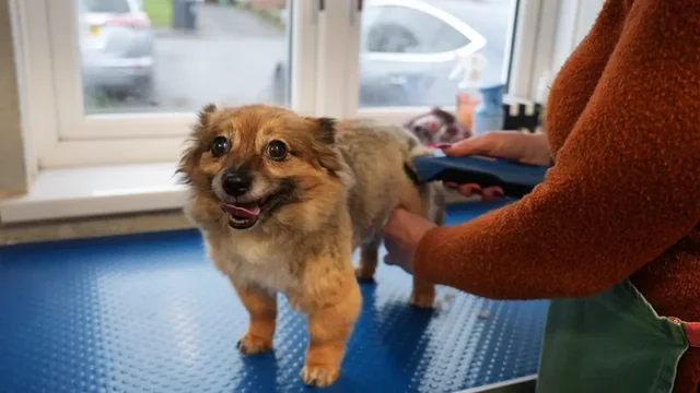 Pomeranian cross mid-groom, clipper work through the body at Happy Grooming in Redditch