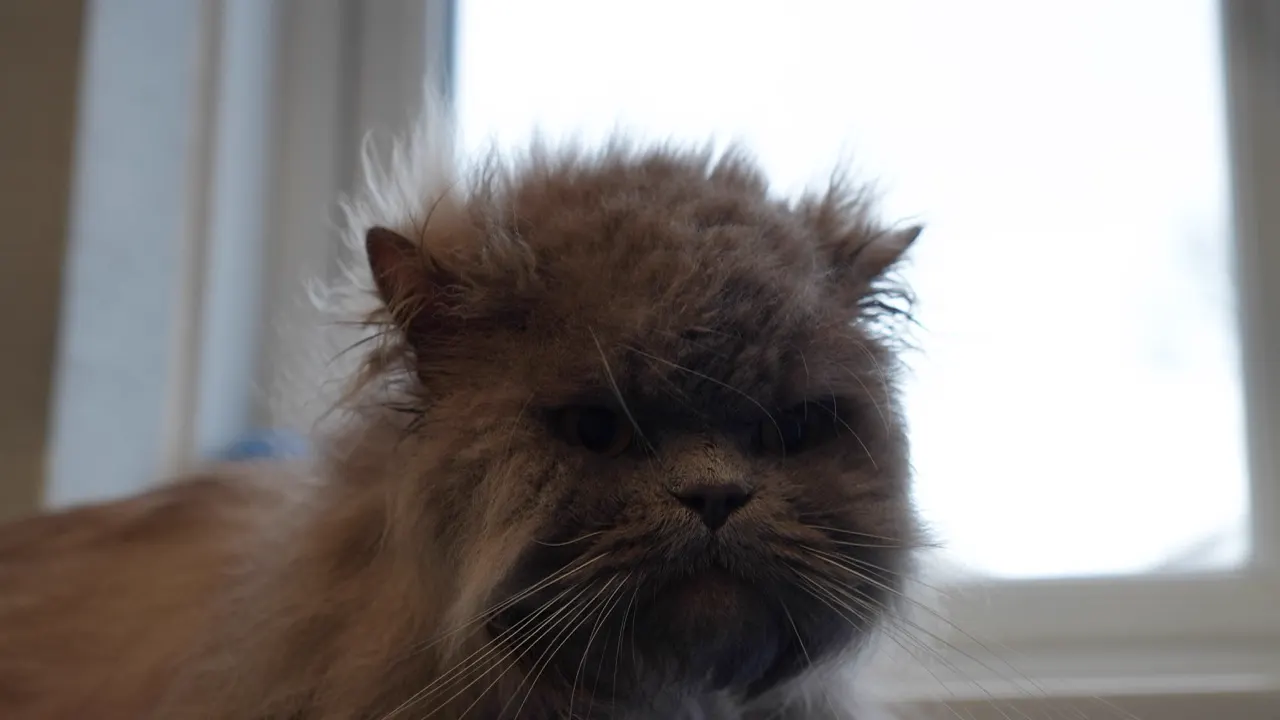 Persian cat after a de-shedding treatment at Happy Grooming in Redditch