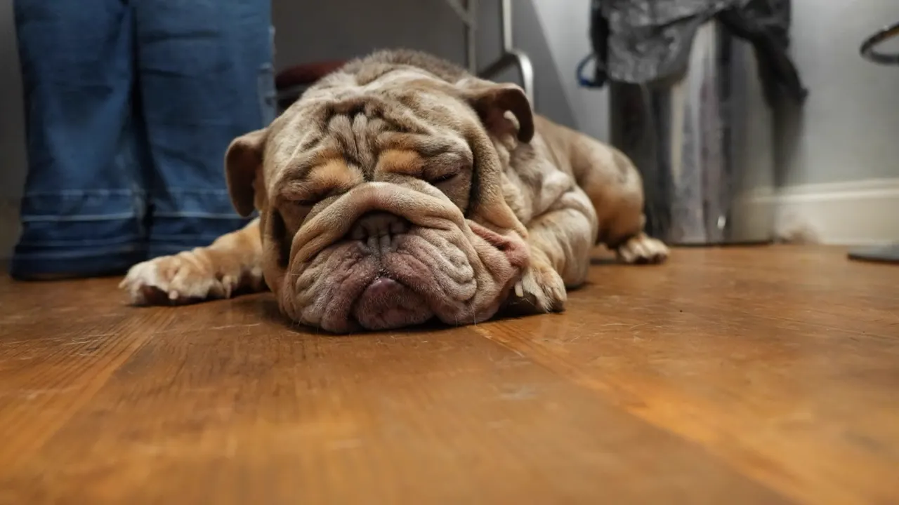 English Bulldog resting after a full groom