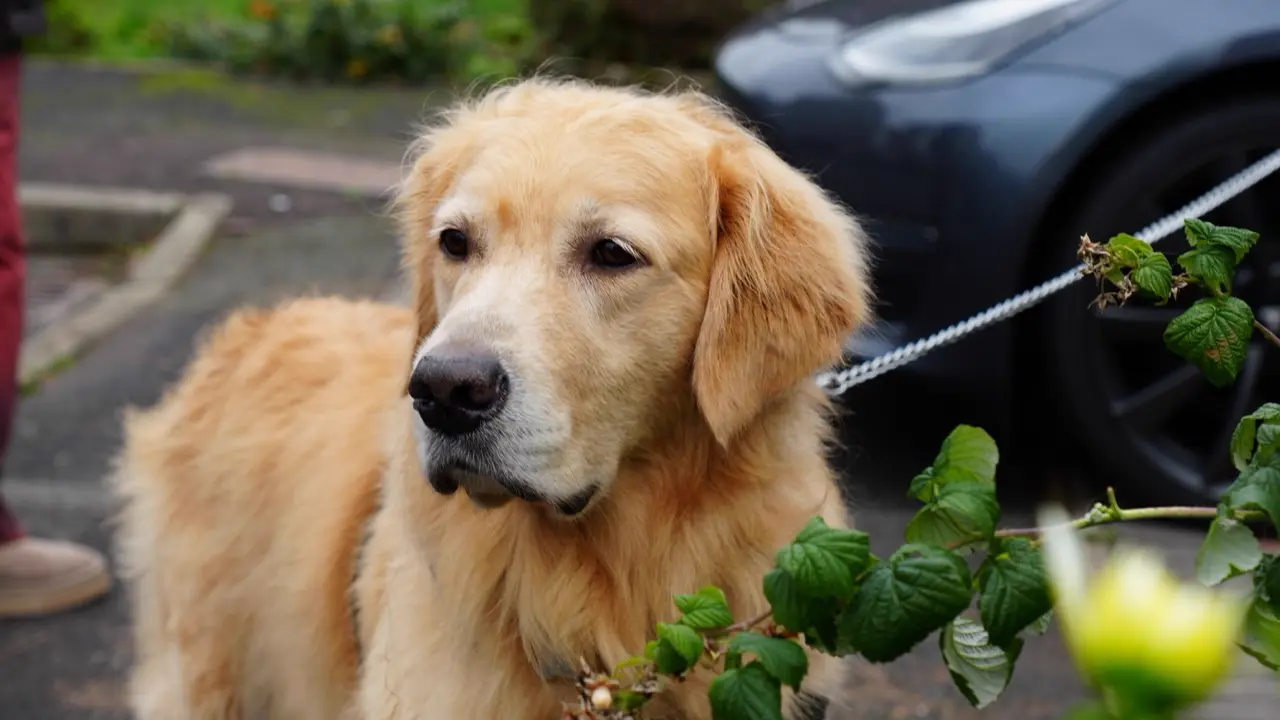 Golden Retriever after a de-shedding treatment at Happy Grooming in Redditch