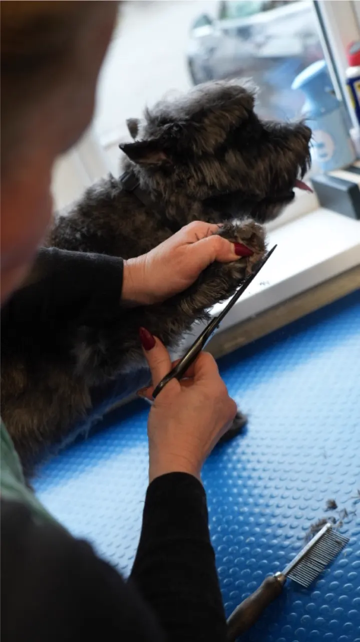 A Miniature Schnauzer being hand-scissored on the grooming table at Happy Grooming in Redditch