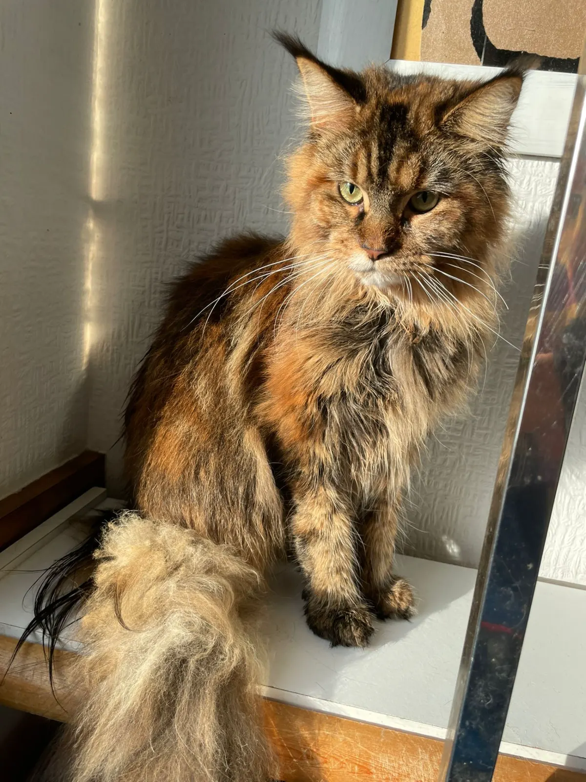Maine Coon cat after a de-shedding treatment at Happy Grooming in Redditch