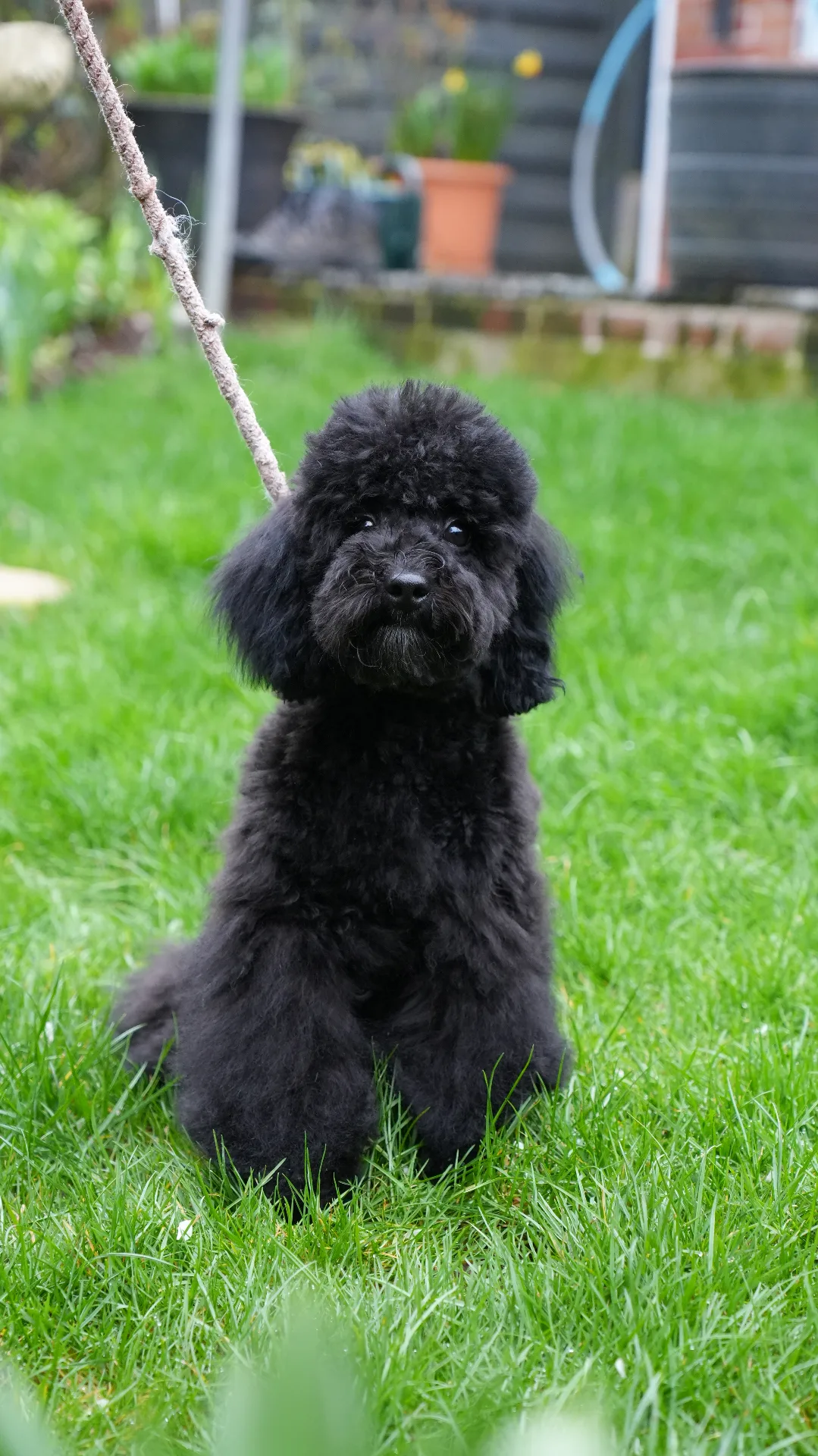 Black Poodle puppy's first cut at Redditch dog grooming salon