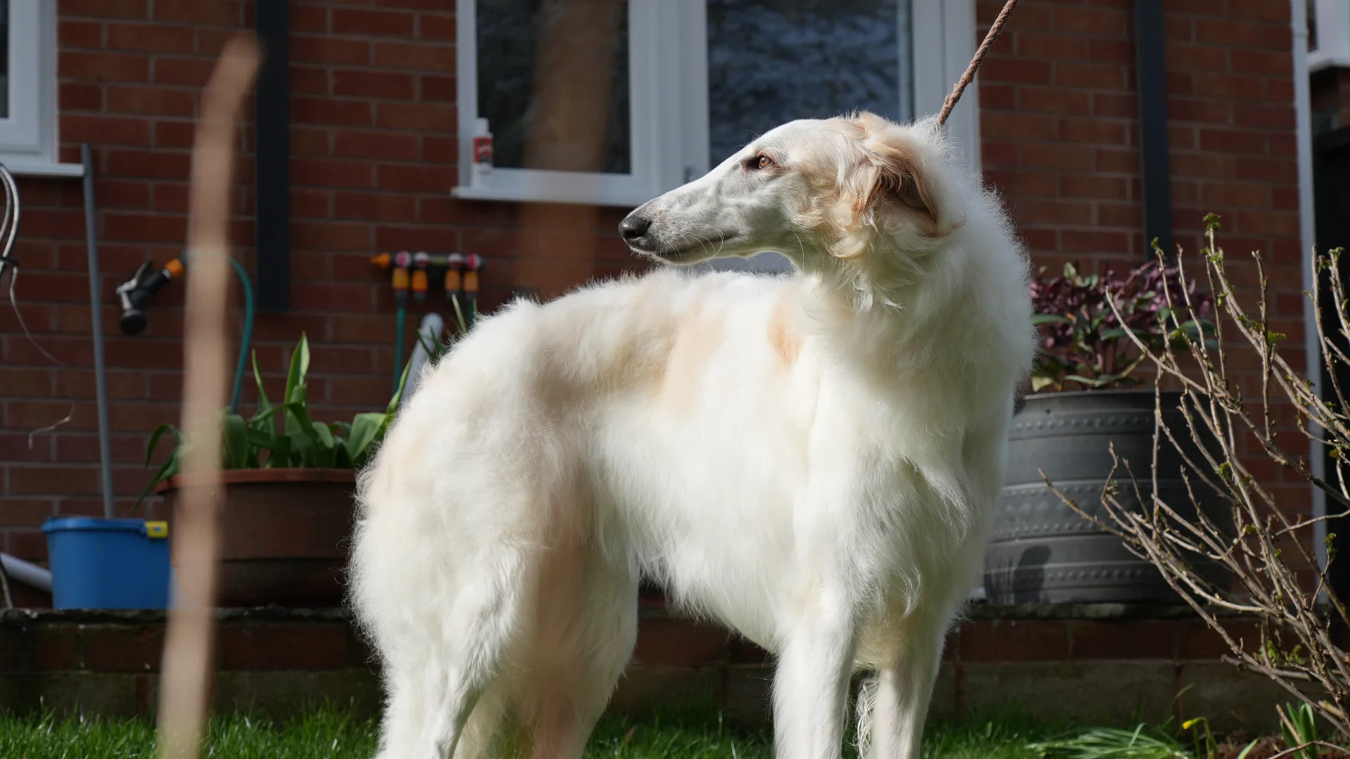 Borzoi show preparation at Redditch dog grooming salon — Crufts experience