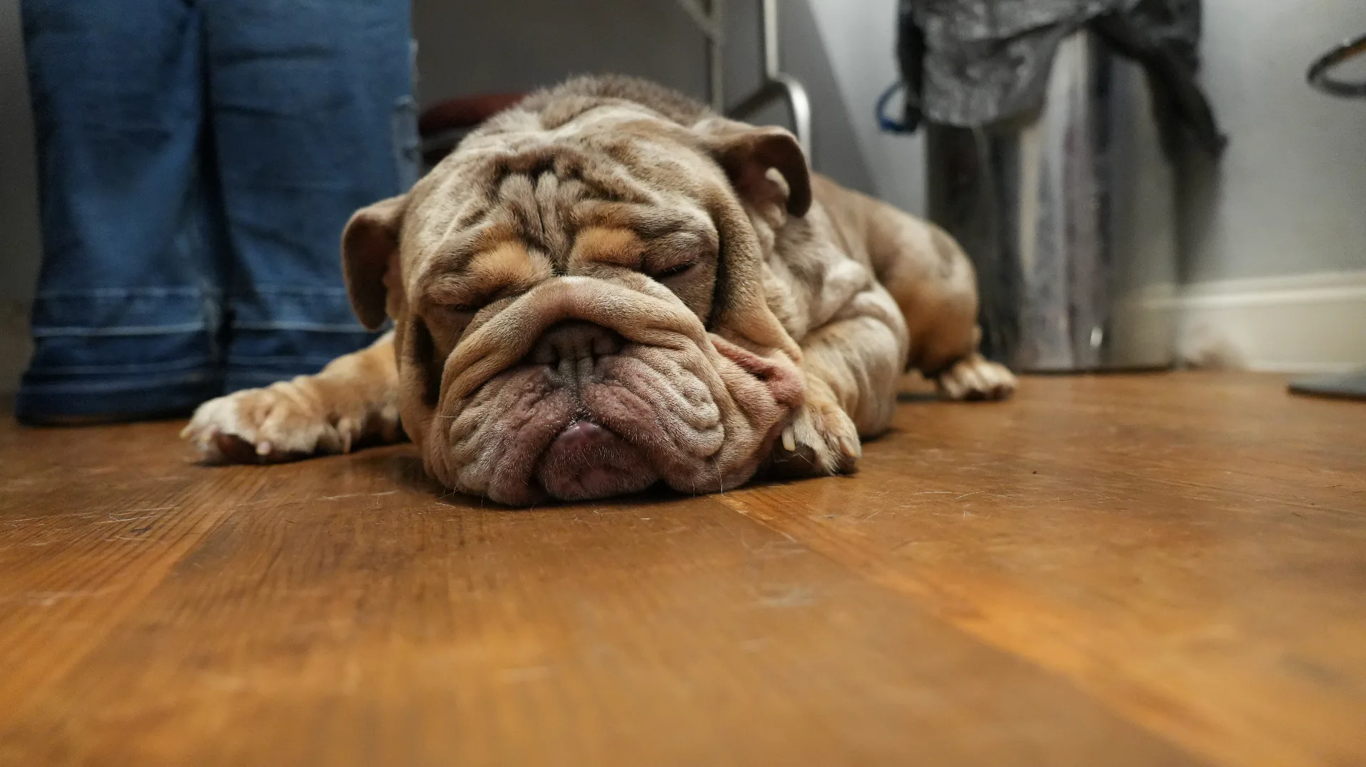 Bulldog wash and tidy at pet grooming Redditch near Alvechurch