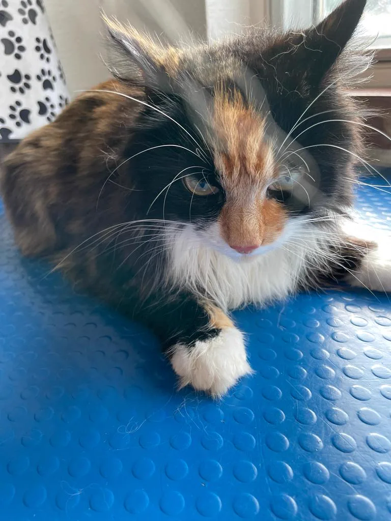 Calico cat looking fresh after grooming at cat groomer Redditch