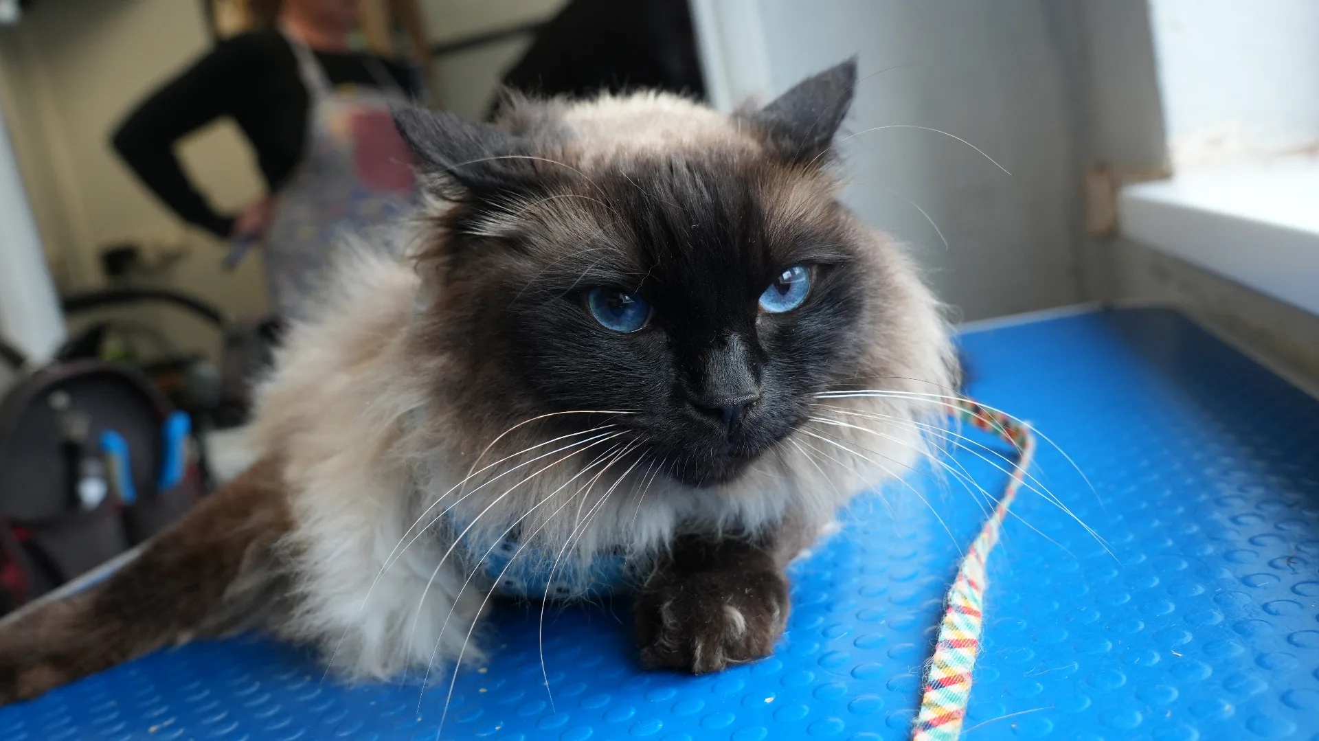 Ragdoll cat groomer Redditch — stunning blue-eyed cat on grooming table