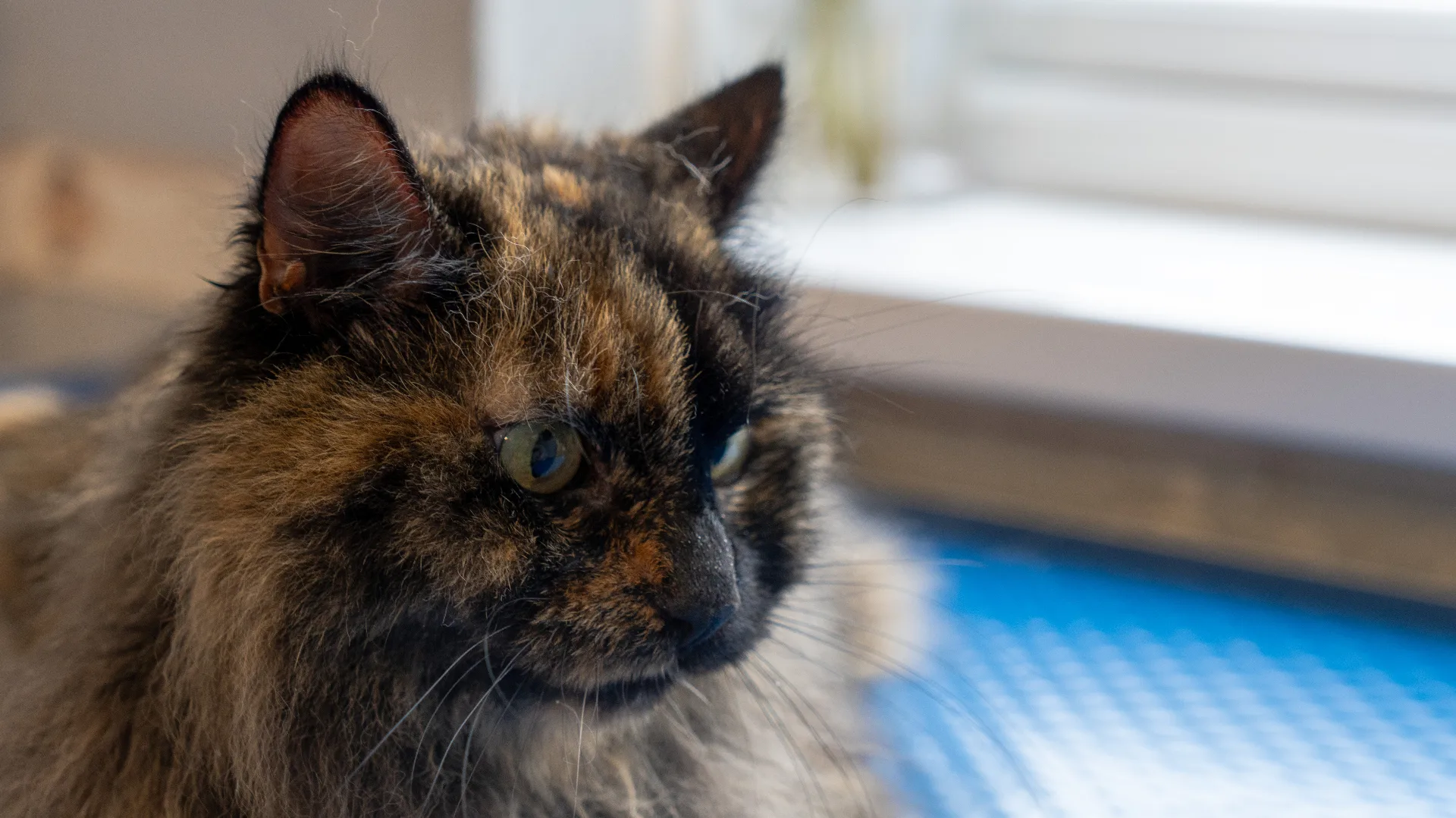 Tortoiseshell cat bath and brush at cat groomer Worcestershire Redditch