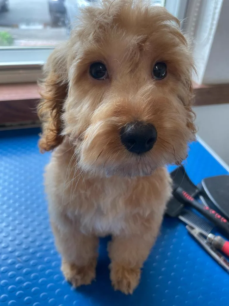 Cockapoo puppy's first cut at Happy Grooming Redditch — puppy grooming specialist
