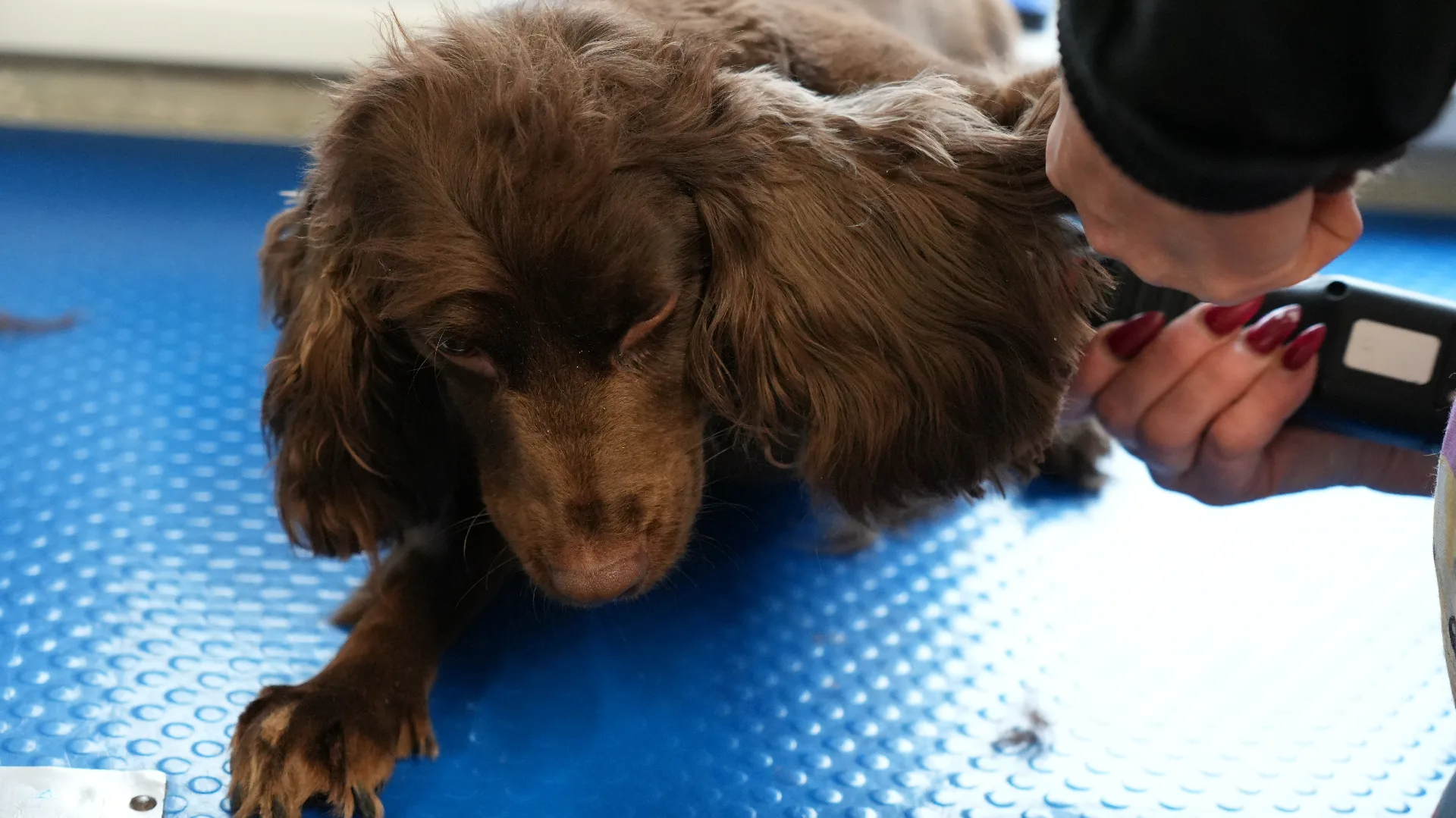Cocker Spaniel Bella after full groom at dog grooming Redditch
