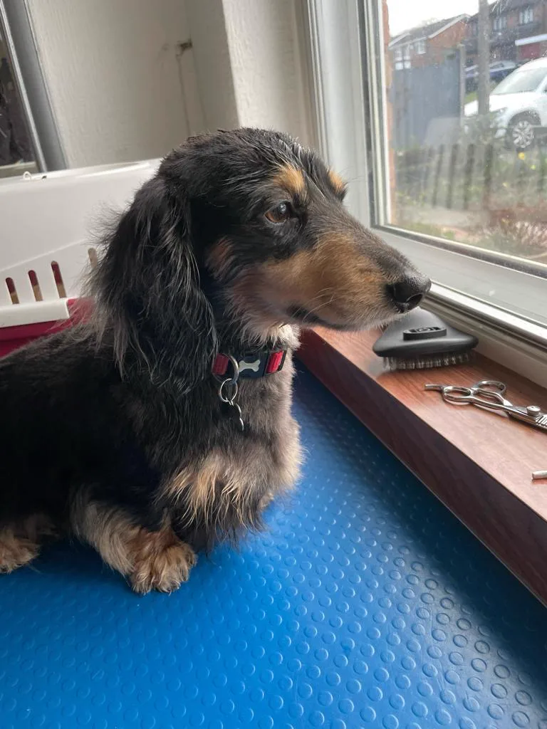 Dachshund relaxing at dog grooming salon in Redditch Worcestershire