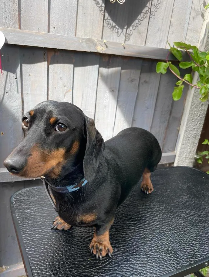Dachshund Jimmy Hendrix looking sharp after dog grooming Redditch