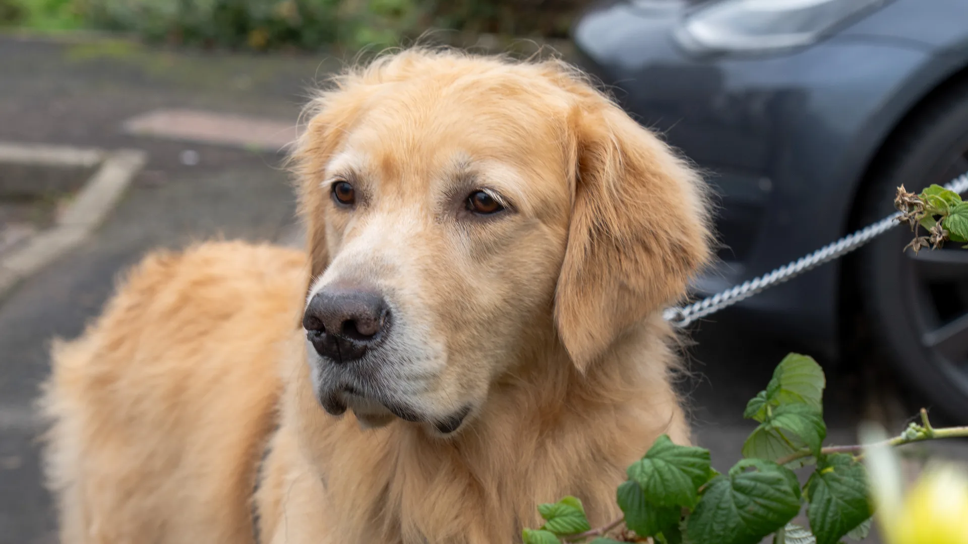 Golden Retriever full groom at dog grooming Redditch near Studley
