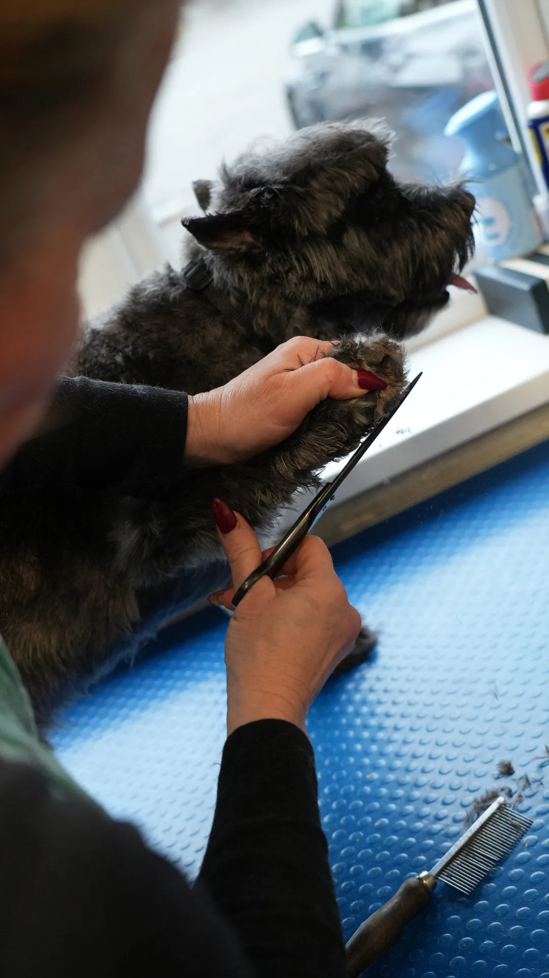 Professional hand-scissoring at dog grooming salon Redditch Worcestershire
