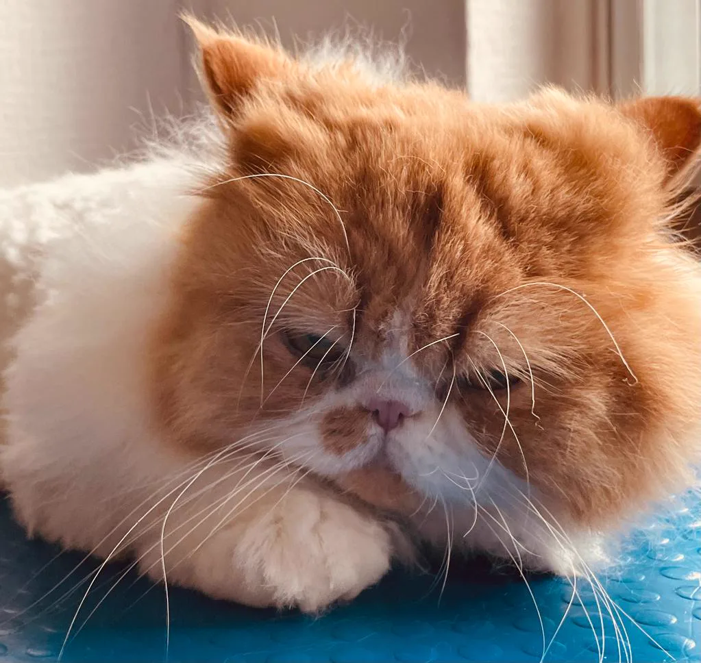 Persian cat after full groom at cat groomer Redditch — looking fabulous