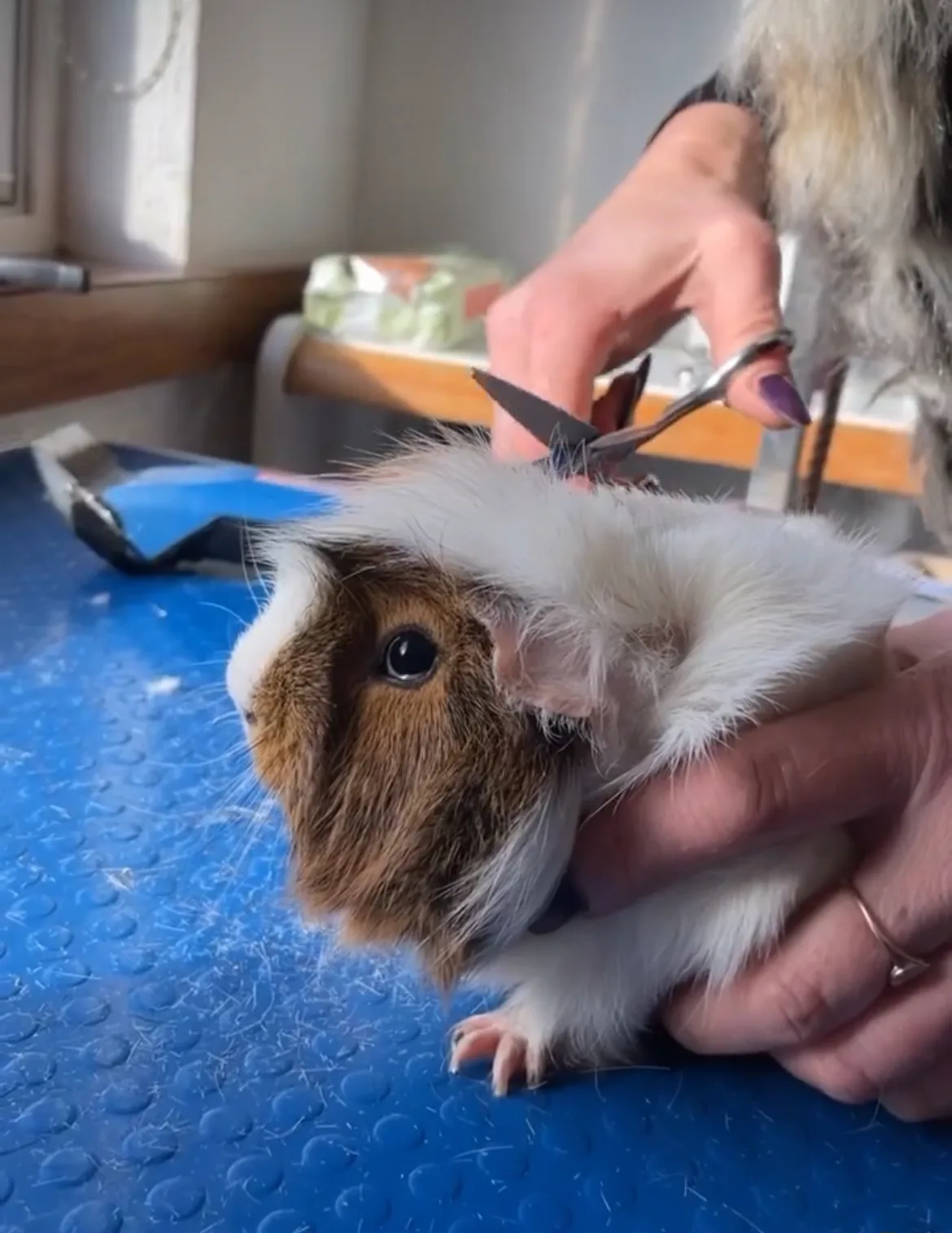 Guinea pig full groom and nail clipping at pet boutique Redditch