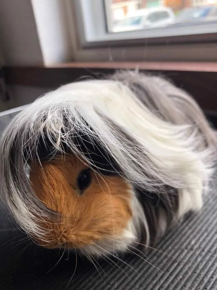 Fluffy guinea pig after full groom at Redditch pet boutique near Alvechurch