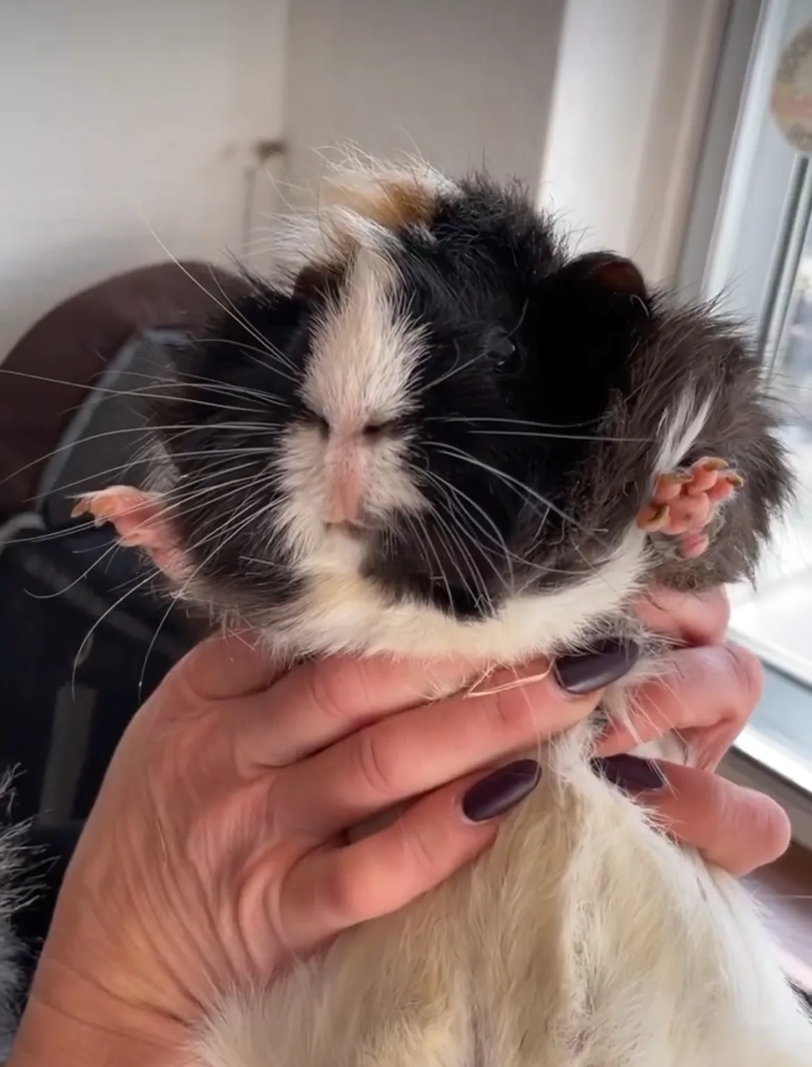 Guinea pig nail clipping service at pet grooming Redditch