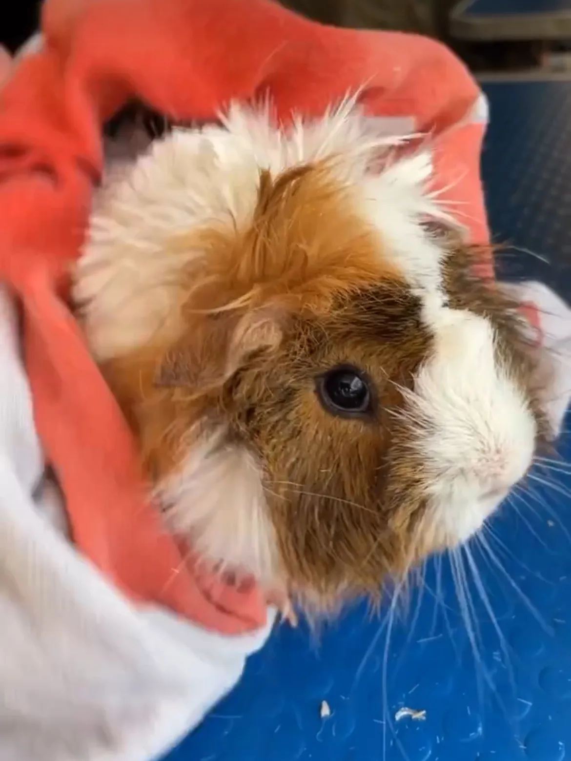 Guinea pig pamper session at small pet grooming Redditch Worcestershire