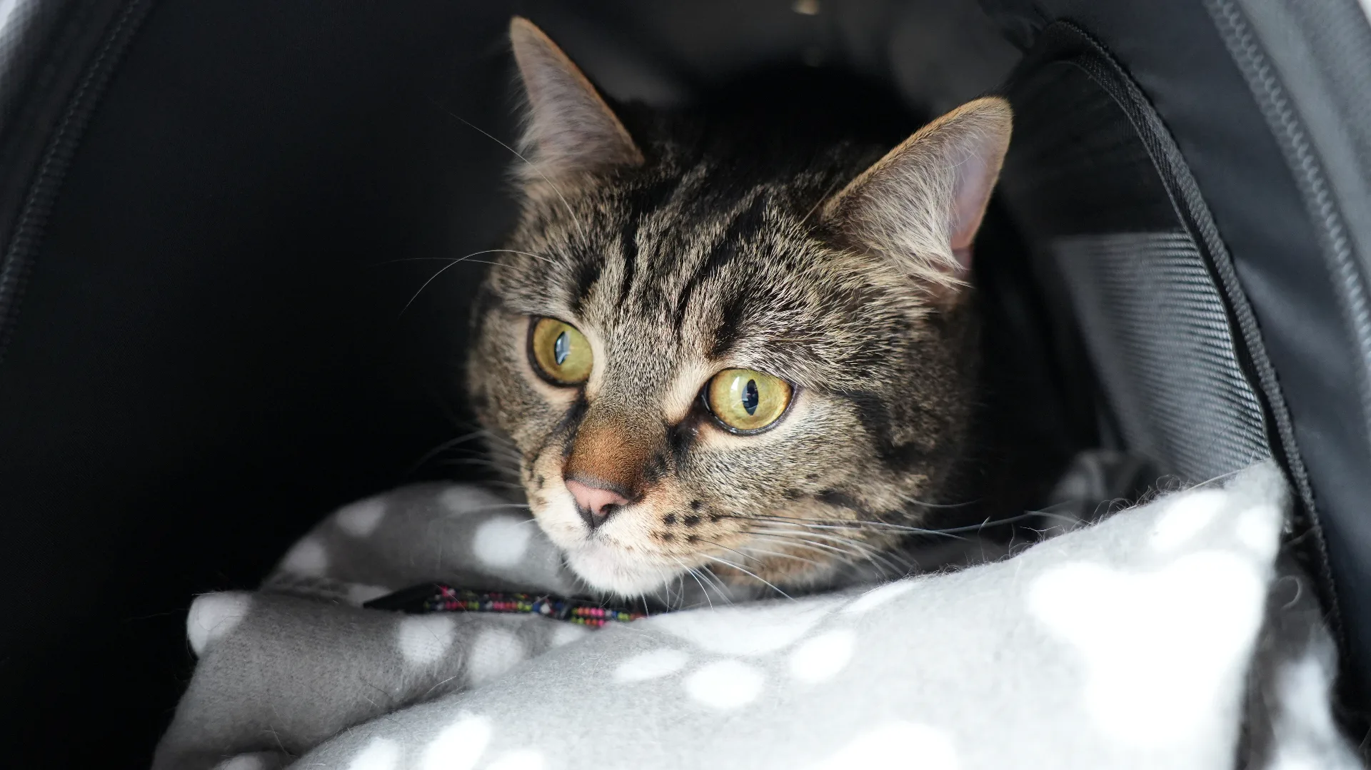Tabby cat in carrier at cat groomer Worcestershire Redditch salon
