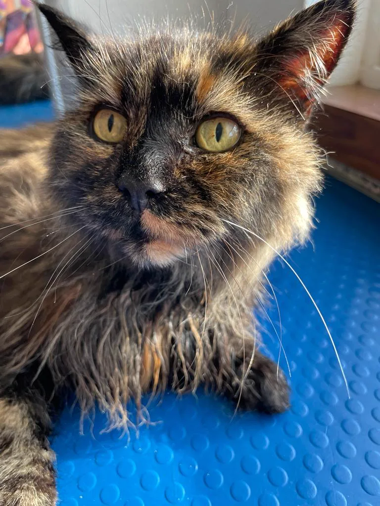 Tortoiseshell cat full groom at Redditch cat grooming salon