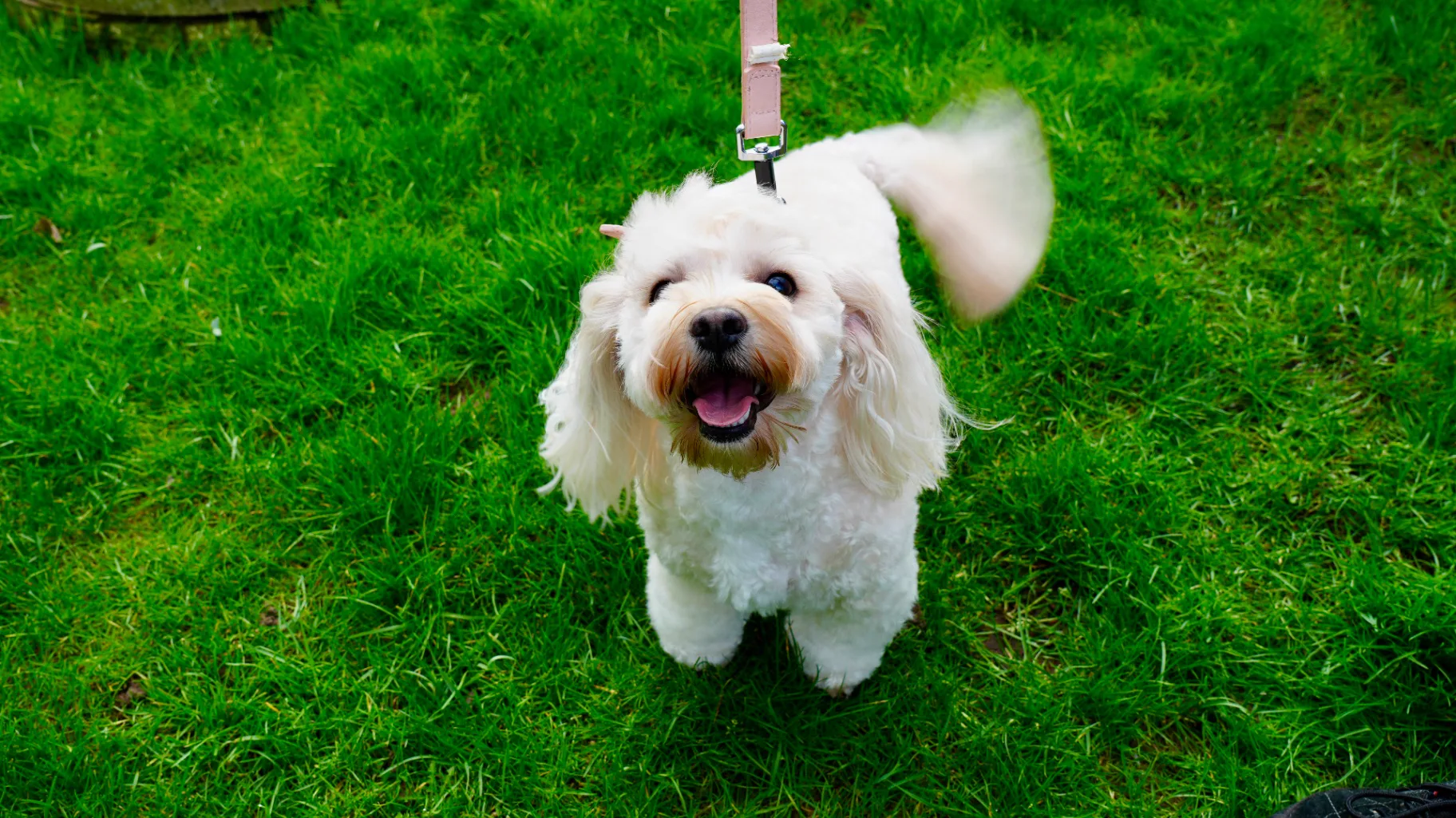 Poodle cross wash and trim at Redditch pet boutique — featured on John Lewis advert