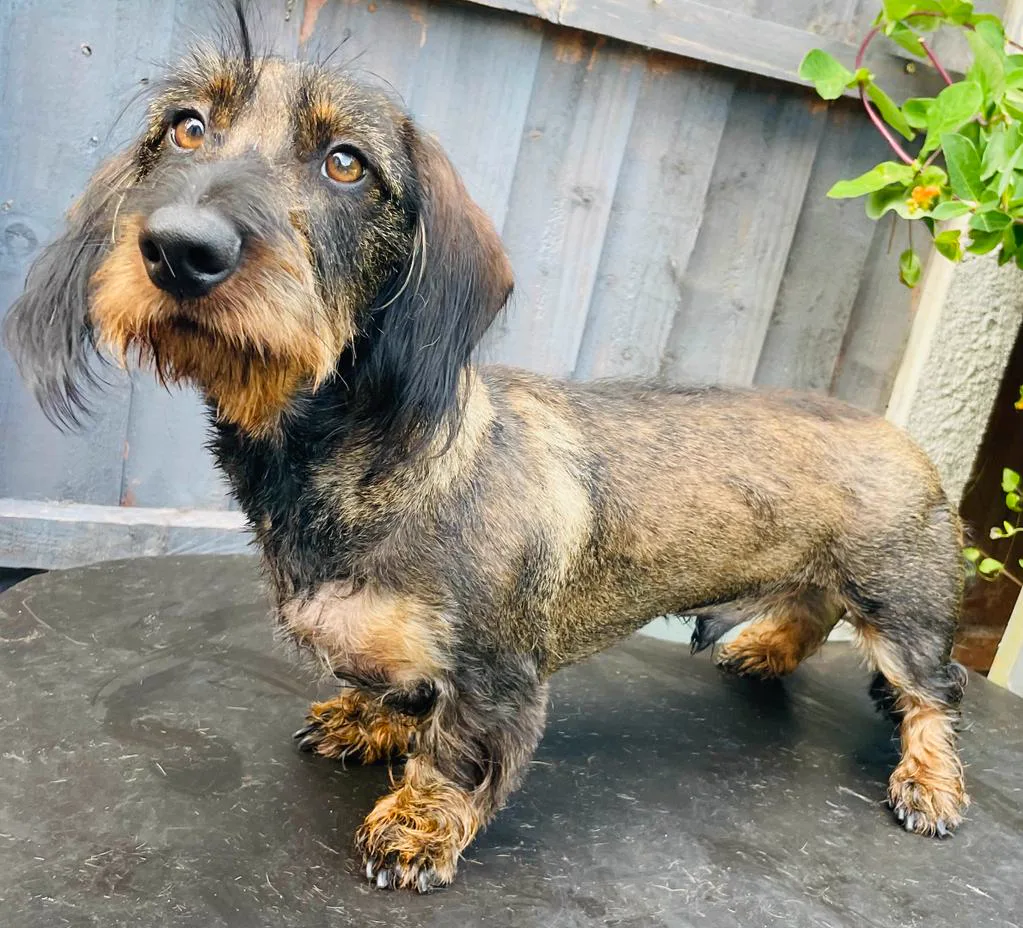Wire-haired Dachshund show prep at Redditch grooming salon — Crufts ready